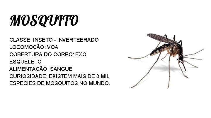 MOSQUITO CLASSE: INSETO - INVERTEBRADO LOCOMOÇÃO: VOA COBERTURA DO CORPO: EXO ESQUELETO ALIMENTAÇÃO: SANGUE MOSQUITO CLASSE: INSETO - INVERTEBRADO LOCOMOÇÃO: VOA COBERTURA DO CORPO: EXO ESQUELETO ALIMENTAÇÃO: SANGUE
