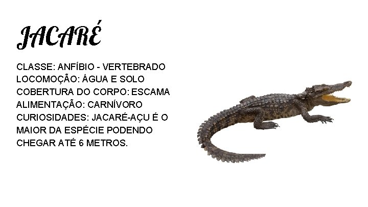 JACARÉ CLASSE: ANFÍBIO - VERTEBRADO LOCOMOÇÃO: ÁGUA E SOLO COBERTURA DO CORPO: ESCAMA ALIMENTAÇÃO: JACARÉ CLASSE: ANFÍBIO - VERTEBRADO LOCOMOÇÃO: ÁGUA E SOLO COBERTURA DO CORPO: ESCAMA ALIMENTAÇÃO: