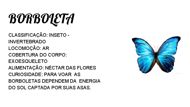 BORBOLETA CLASSIFICAÇÃO: INSETO INVERTEBRADO LOCOMOÇÃO: AR COBERTURA DO CORPO: EXOESQUELETO ALIMENTAÇÃO: NÉCTAR DAS FLORES BORBOLETA CLASSIFICAÇÃO: INSETO INVERTEBRADO LOCOMOÇÃO: AR COBERTURA DO CORPO: EXOESQUELETO ALIMENTAÇÃO: NÉCTAR DAS FLORES