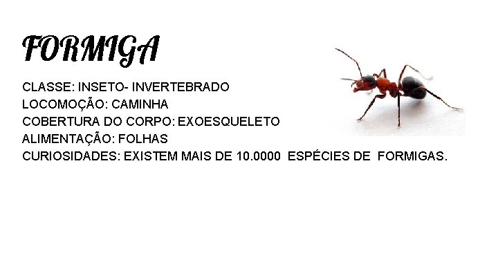 FORMIGA CLASSE: INSETO- INVERTEBRADO LOCOMOÇÃO: CAMINHA COBERTURA DO CORPO: EXOESQUELETO ALIMENTAÇÃO: FOLHAS CURIOSIDADES: EXISTEM FORMIGA CLASSE: INSETO- INVERTEBRADO LOCOMOÇÃO: CAMINHA COBERTURA DO CORPO: EXOESQUELETO ALIMENTAÇÃO: FOLHAS CURIOSIDADES: EXISTEM