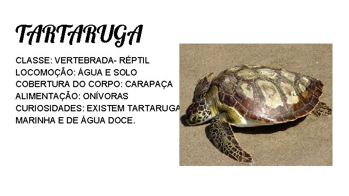 TARTARUGA CLASSE: VERTEBRADA- RÉPTIL LOCOMOÇÃO: ÁGUA E SOLO COBERTURA DO CORPO: CARAPAÇA ALIMENTAÇÃO: ONÍVORAS TARTARUGA CLASSE: VERTEBRADA- RÉPTIL LOCOMOÇÃO: ÁGUA E SOLO COBERTURA DO CORPO: CARAPAÇA ALIMENTAÇÃO: ONÍVORAS