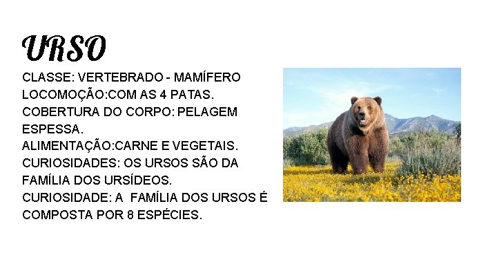 URSO CLASSE: VERTEBRADO - MAMÍFERO LOCOMOÇÃO: COM AS 4 PATAS. COBERTURA DO CORPO: PELAGEM URSO CLASSE: VERTEBRADO - MAMÍFERO LOCOMOÇÃO: COM AS 4 PATAS. COBERTURA DO CORPO: PELAGEM