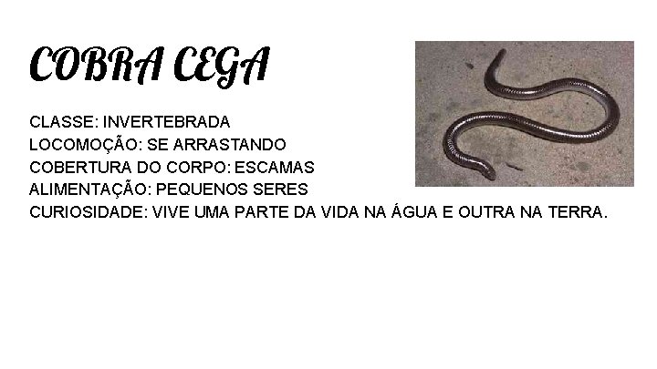 COBRA CEGA CLASSE: INVERTEBRADA LOCOMOÇÃO: SE ARRASTANDO COBERTURA DO CORPO: ESCAMAS ALIMENTAÇÃO: PEQUENOS SERES COBRA CEGA CLASSE: INVERTEBRADA LOCOMOÇÃO: SE ARRASTANDO COBERTURA DO CORPO: ESCAMAS ALIMENTAÇÃO: PEQUENOS SERES