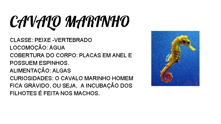 CAVALO MARINHO CLASSE: PEIXE -VERTEBRADO LOCOMOÇÃO: ÁGUA COBERTURA DO CORPO: PLACAS EM ANEL E CAVALO MARINHO CLASSE: PEIXE -VERTEBRADO LOCOMOÇÃO: ÁGUA COBERTURA DO CORPO: PLACAS EM ANEL E