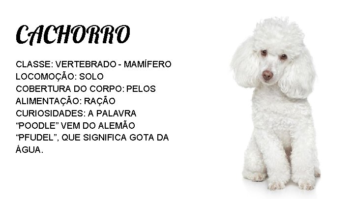 CACHORRO CLASSE: VERTEBRADO - MAMÍFERO LOCOMOÇÃO: SOLO COBERTURA DO CORPO: PELOS ALIMENTAÇÃO: RAÇÃO CURIOSIDADES: CACHORRO CLASSE: VERTEBRADO - MAMÍFERO LOCOMOÇÃO: SOLO COBERTURA DO CORPO: PELOS ALIMENTAÇÃO: RAÇÃO CURIOSIDADES: