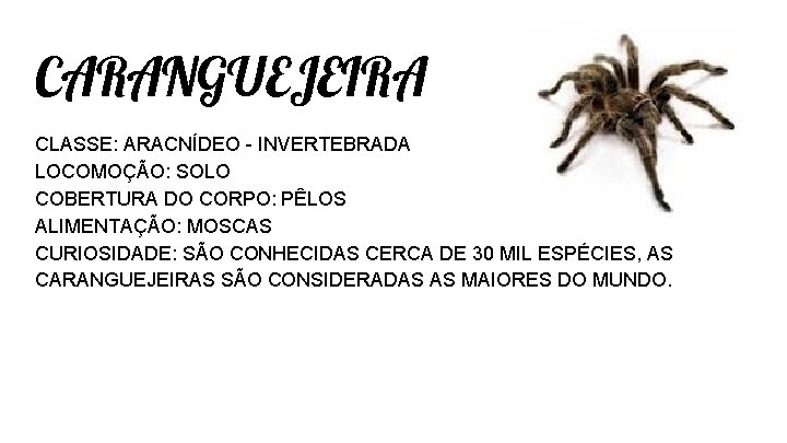 CARANGUEJEIRA CLASSE: ARACNÍDEO - INVERTEBRADA LOCOMOÇÃO: SOLO COBERTURA DO CORPO: PÊLOS ALIMENTAÇÃO: MOSCAS CURIOSIDADE: CARANGUEJEIRA CLASSE: ARACNÍDEO - INVERTEBRADA LOCOMOÇÃO: SOLO COBERTURA DO CORPO: PÊLOS ALIMENTAÇÃO: MOSCAS CURIOSIDADE:
