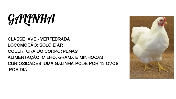 GALINHA CLASSE: AVE - VERTEBRADA LOCOMOÇÃO: SOLO E AR COBERTURA DO CORPO: PENAS ALIMENTAÇÃO: GALINHA CLASSE: AVE - VERTEBRADA LOCOMOÇÃO: SOLO E AR COBERTURA DO CORPO: PENAS ALIMENTAÇÃO: