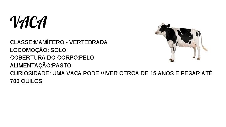 VACA CLASSE: MAMÍFERO - VERTEBRADA LOCOMOÇÃO: SOLO COBERTURA DO CORPO: PELO ALIMENTAÇÃO: PASTO CURIOSIDADE: VACA CLASSE: MAMÍFERO - VERTEBRADA LOCOMOÇÃO: SOLO COBERTURA DO CORPO: PELO ALIMENTAÇÃO: PASTO CURIOSIDADE: