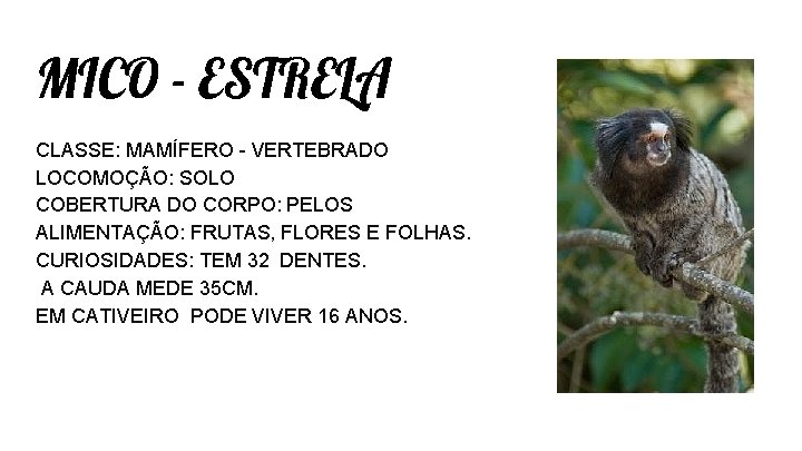 MICO - ESTRELA CLASSE: MAMÍFERO - VERTEBRADO LOCOMOÇÃO: SOLO COBERTURA DO CORPO: PELOS ALIMENTAÇÃO: MICO - ESTRELA CLASSE: MAMÍFERO - VERTEBRADO LOCOMOÇÃO: SOLO COBERTURA DO CORPO: PELOS ALIMENTAÇÃO: