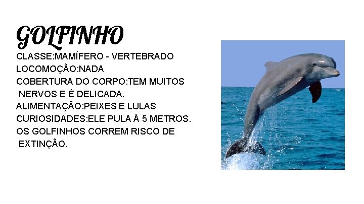 GOLFINHO CLASSE: MAMÍFERO - VERTEBRADO LOCOMOÇÃO: NADA COBERTURA DO CORPO: TEM MUITOS NERVOS E GOLFINHO CLASSE: MAMÍFERO - VERTEBRADO LOCOMOÇÃO: NADA COBERTURA DO CORPO: TEM MUITOS NERVOS E