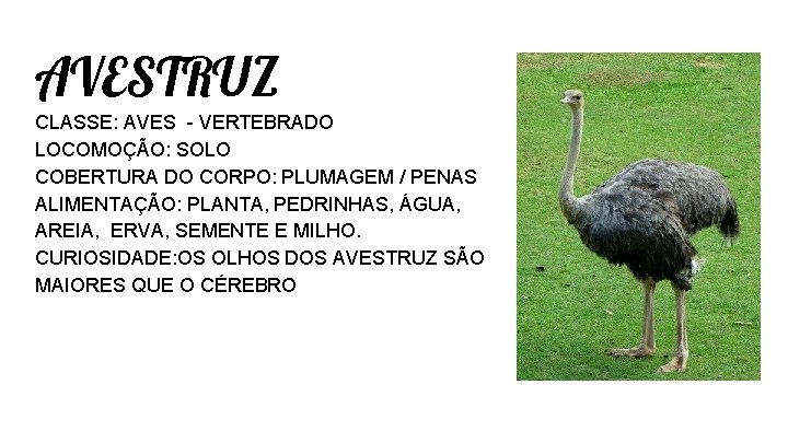 AVESTRUZ CLASSE: AVES - VERTEBRADO LOCOMOÇÃO: SOLO COBERTURA DO CORPO: PLUMAGEM / PENAS ALIMENTAÇÃO: AVESTRUZ CLASSE: AVES - VERTEBRADO LOCOMOÇÃO: SOLO COBERTURA DO CORPO: PLUMAGEM / PENAS ALIMENTAÇÃO: