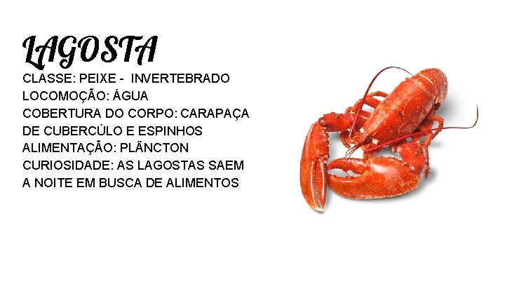 LAGOSTA CLASSE: PEIXE - INVERTEBRADO LOCOMOÇÃO: ÁGUA COBERTURA DO CORPO: CARAPAÇA DE CUBERCÚLO E LAGOSTA CLASSE: PEIXE - INVERTEBRADO LOCOMOÇÃO: ÁGUA COBERTURA DO CORPO: CARAPAÇA DE CUBERCÚLO E