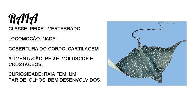 RAIA CLASSE: PEIXE - VERTEBRADO LOCOMOÇÃO: NADA COBERTURA DO CORPO: CARTILAGEM ALIMENTAÇÃO: PEIXE, MOLUSCOS RAIA CLASSE: PEIXE - VERTEBRADO LOCOMOÇÃO: NADA COBERTURA DO CORPO: CARTILAGEM ALIMENTAÇÃO: PEIXE, MOLUSCOS