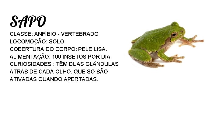 SAPO CLASSE: ANFÍBIO - VERTEBRADO LOCOMOÇÃO: SOLO COBERTURA DO CORPO: PELE LISA. ALIMENTAÇÃO: 100 SAPO CLASSE: ANFÍBIO - VERTEBRADO LOCOMOÇÃO: SOLO COBERTURA DO CORPO: PELE LISA. ALIMENTAÇÃO: 100