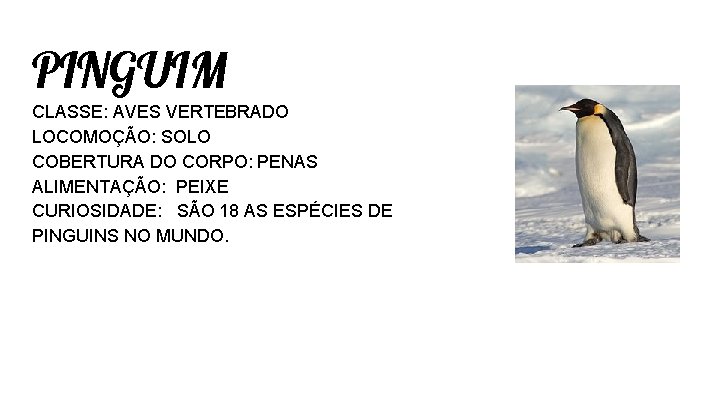 PINGUIM CLASSE: AVES VERTEBRADO LOCOMOÇÃO: SOLO COBERTURA DO CORPO: PENAS ALIMENTAÇÃO: PEIXE CURIOSIDADE: SÃO PINGUIM CLASSE: AVES VERTEBRADO LOCOMOÇÃO: SOLO COBERTURA DO CORPO: PENAS ALIMENTAÇÃO: PEIXE CURIOSIDADE: SÃO