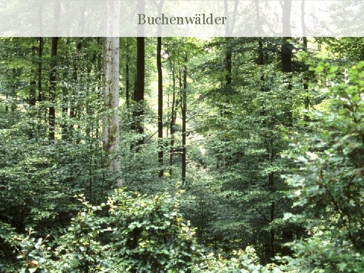 Buchenwälder 