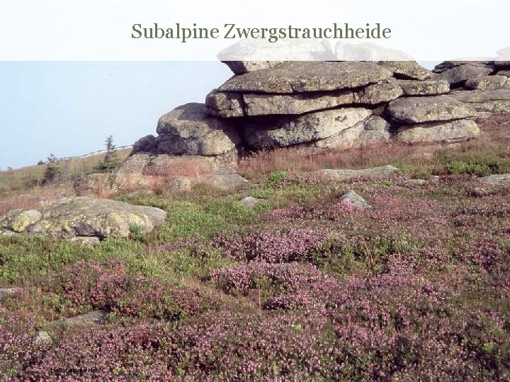 Subalpine Zwergstrauchheide Nationalpark Harz 18 