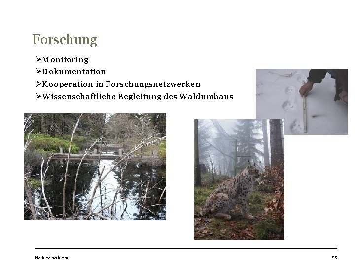 Forschung ØMonitoring ØDokumentation ØKooperation in Forschungsnetzwerken ØWissenschaftliche Begleitung des Waldumbaus Nationalpark Harz 55 