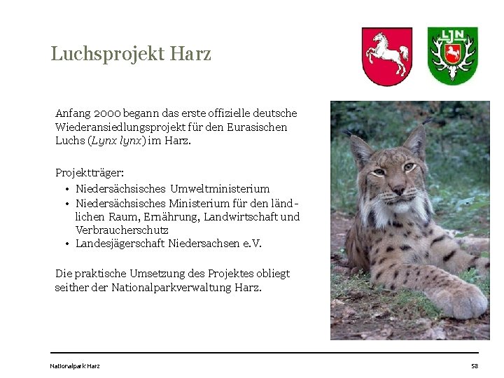 Luchsprojekt Harz Anfang 2000 begann das erste offizielle deutsche Wiederansiedlungsprojekt für den Eurasischen Luchs