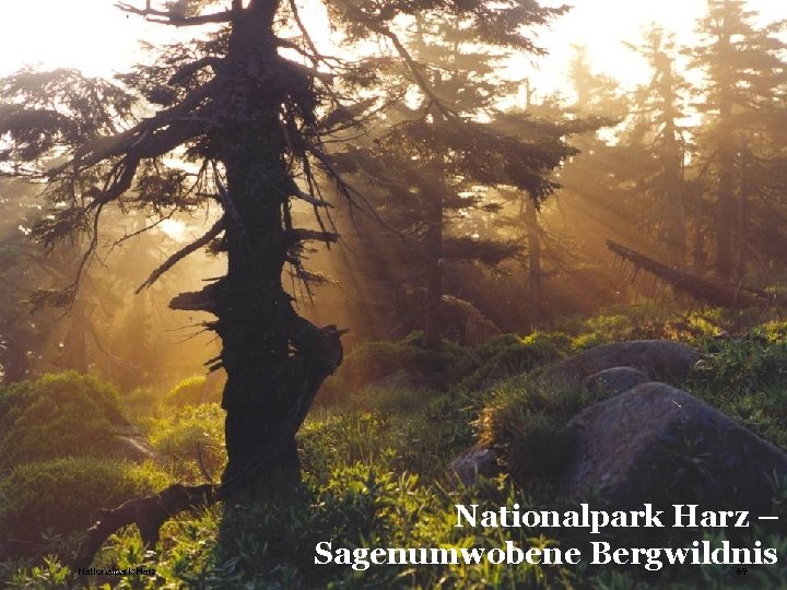 Alleinstellungsmerkmale dt. Nationalparke Nationalpark Harz – Sagenumwobene Bergwildnis 69 
