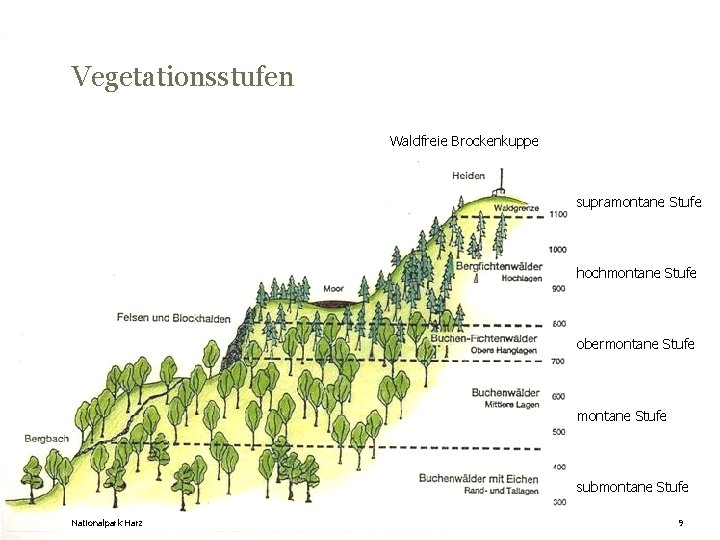 Vegetationsstufen Waldfreie Brockenkuppe supramontane Stufe hochmontane Stufe obermontane Stufe submontane Stufe Nationalpark Harz 9