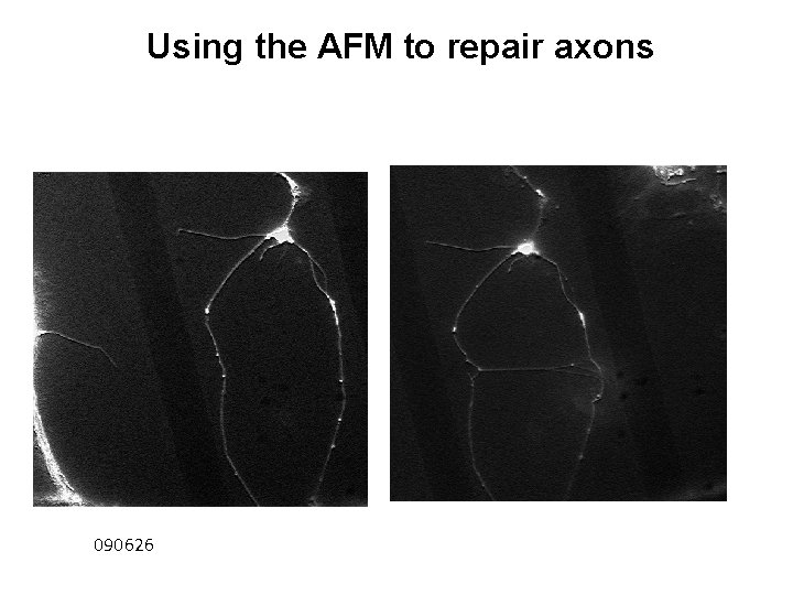 Using the AFM to repair axons 090626 