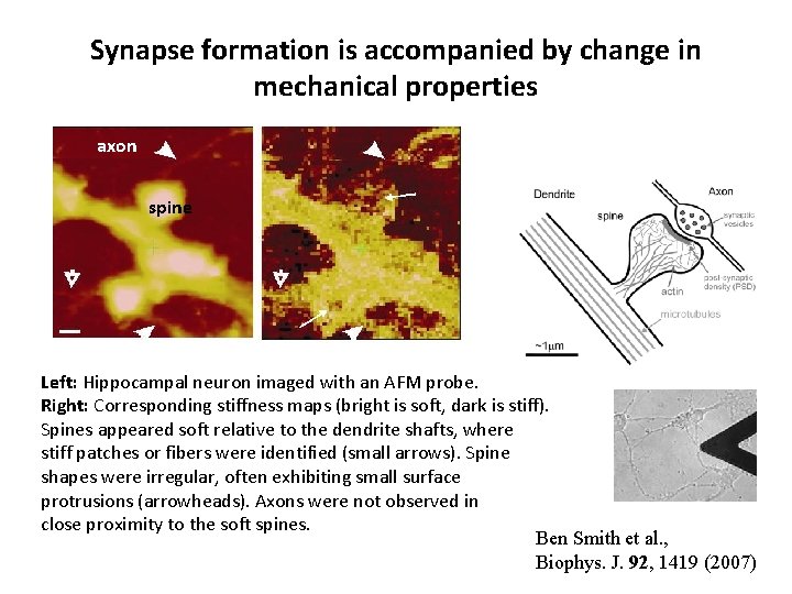 Synapse formation is accompanied by change in mechanical properties axon spine Left: Hippocampal neuron