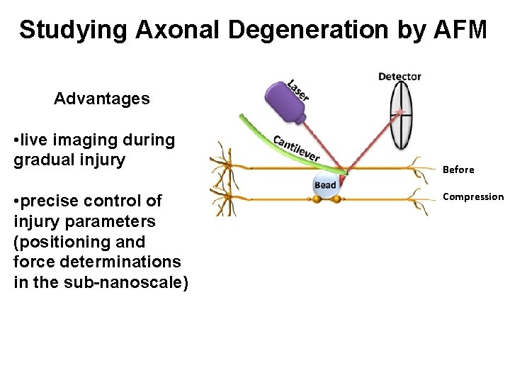 Studying Axonal Degeneration by AFM Advantages Before • precise control of injury parameters (positioning