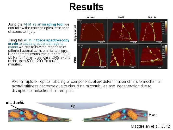 Results Using the AFM as an imaging tool we can follow the morphological response