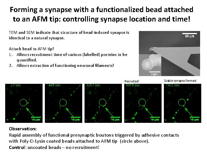 Forming a synapse with a functionalized bead attached to an AFM tip: controlling synapse