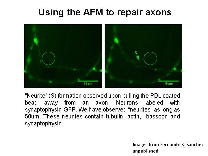 Using the AFM to repair axons “Neurite” (S) formation observed upon pulling the PDL