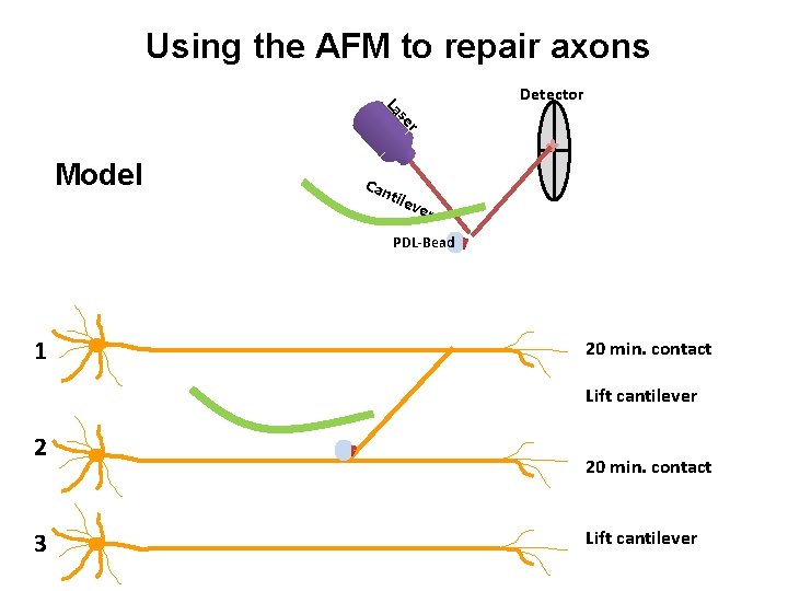 Using the AFM to repair axons Detector r se La Model Can tile ver