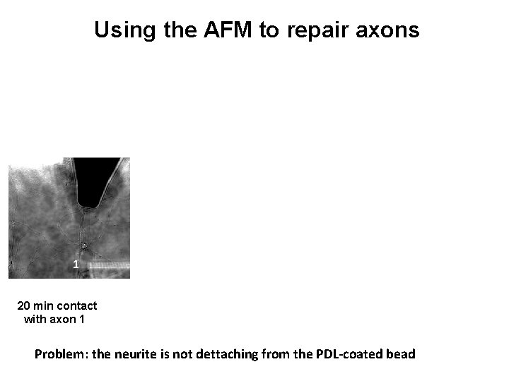 Using the AFM to repair axons 1 2 2 2 3 1 20 min