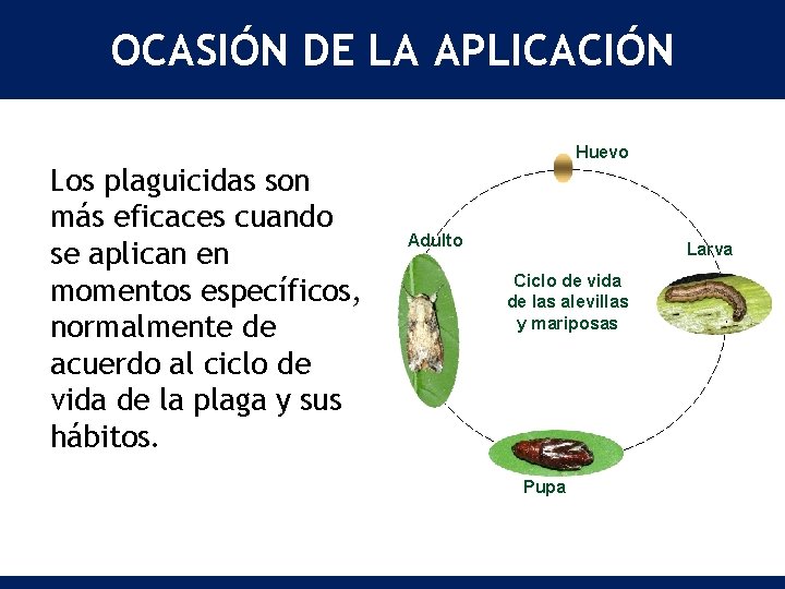 OCASIÓN DE LA APLICACIÓN Los plaguicidas son más eficaces cuando se aplican en momentos