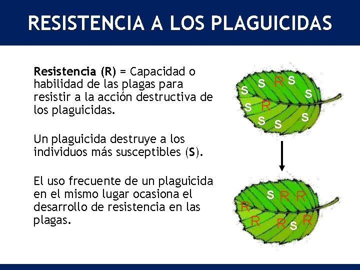 RESISTENCIA A LOS PLAGUICIDAS Resistencia (R) = Capacidad o habilidad de las plagas para