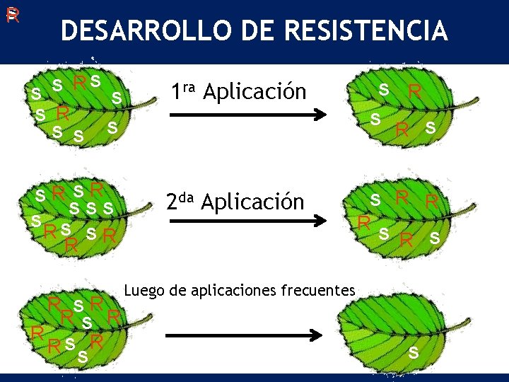 S R DESARROLLO DE RESISTENCIA S RS S RS SR SR SSS S S