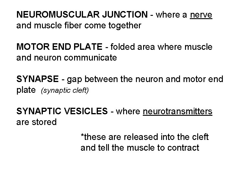 NEUROMUSCULAR JUNCTION - where a nerve and muscle fiber come together MOTOR END PLATE