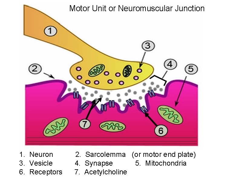 Motor Unit or Neuromuscular Junction 1. Neuron 2. Sarcolemma (or motor end plate) 3.