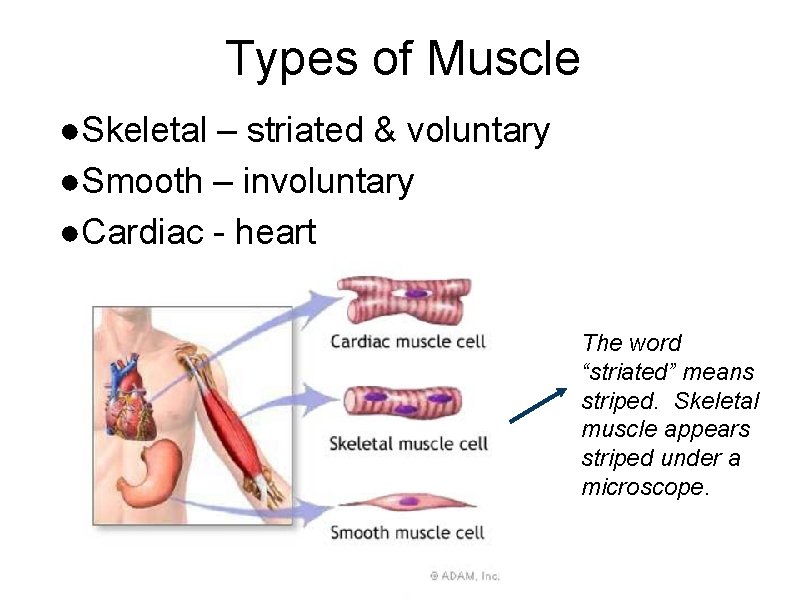 Types of Muscle ●Skeletal – striated & voluntary ●Smooth – involuntary ●Cardiac - heart