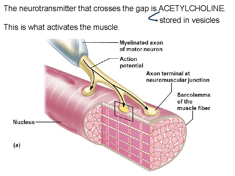 The neurotransmitter that crosses the gap is ACETYLCHOLINE. This is what activates the muscle.