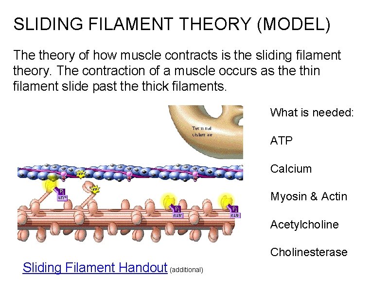 SLIDING FILAMENT THEORY (MODEL) The theory of how muscle contracts is the sliding filament