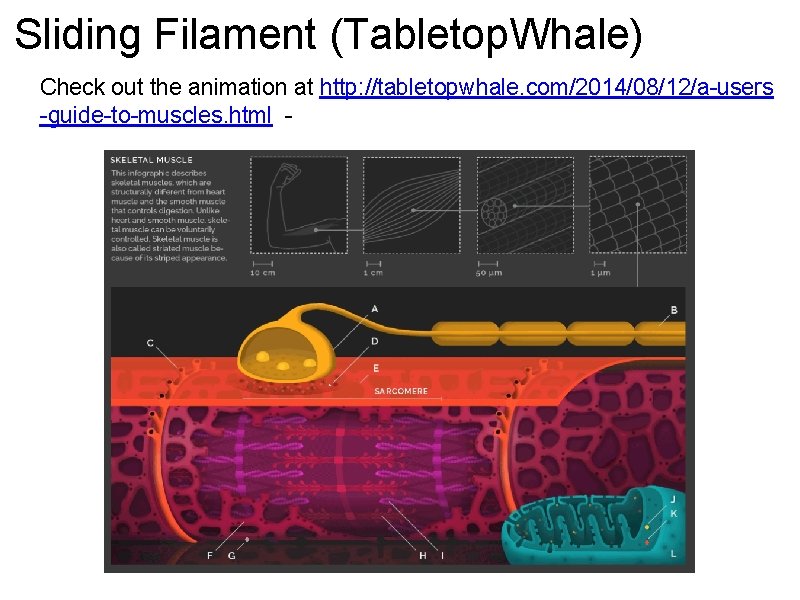 Sliding Filament (Tabletop. Whale) Check out the animation at http: //tabletopwhale. com/2014/08/12/a-users -guide-to-muscles. html