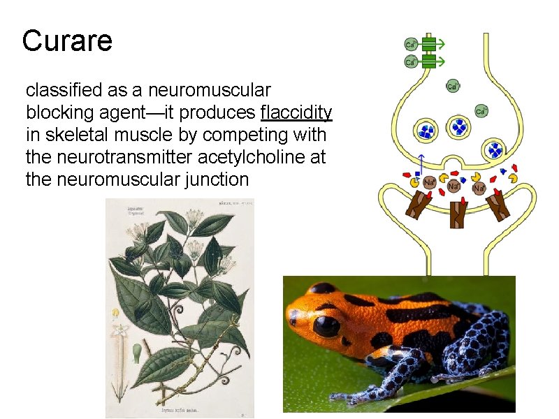 Curare classified as a neuromuscular blocking agent—it produces flaccidity in skeletal muscle by competing