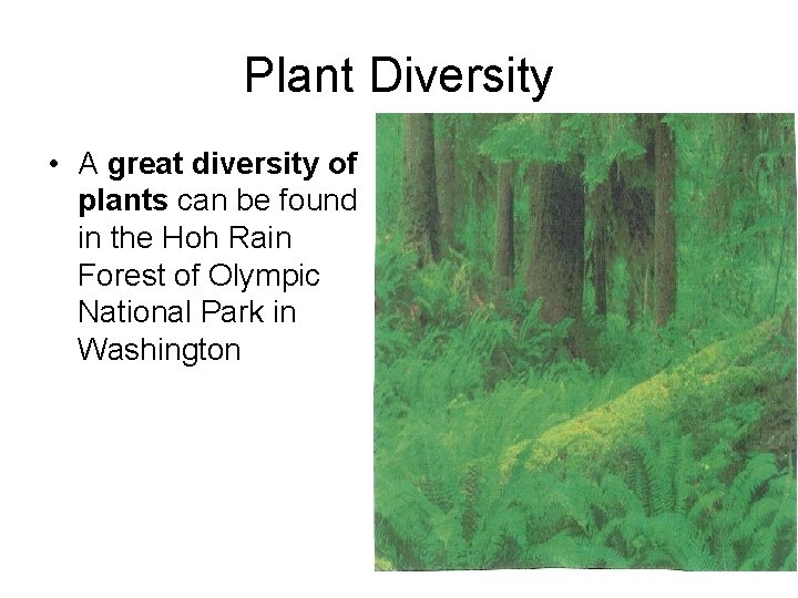 Plant Diversity • A great diversity of plants can be found in the Hoh