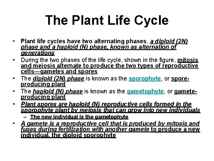 The Plant Life Cycle • Plant life cycles have two alternating phases, a diploid