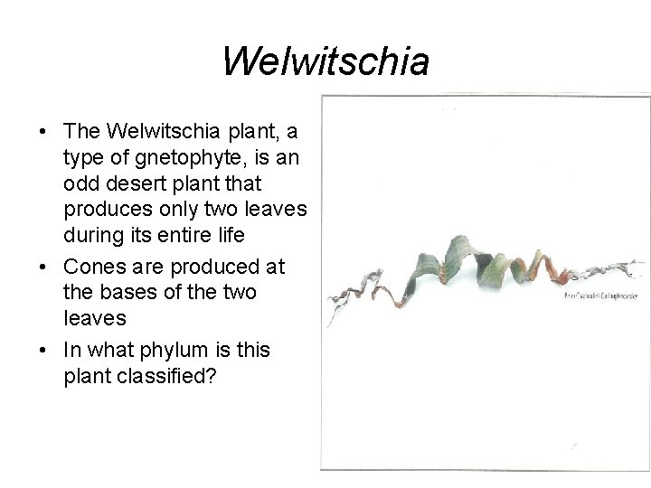 Welwitschia • The Welwitschia plant, a type of gnetophyte, is an odd desert plant
