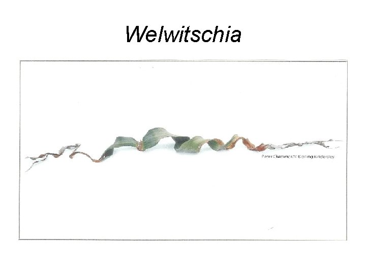 Welwitschia 