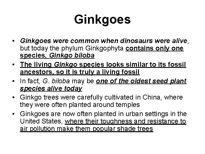 Ginkgoes • Ginkgoes were common when dinosaurs were alive, but today the phylum Ginkgophyta