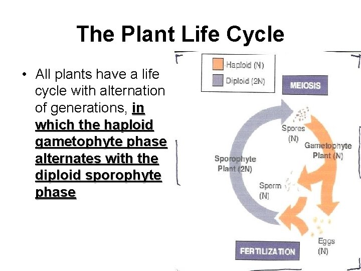 The Plant Life Cycle • All plants have a life cycle with alternation of