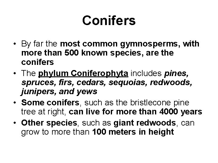 Conifers • By far the most common gymnosperms, with more than 500 known species,